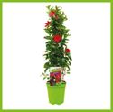 Afbeelding van Kp19 Sundaville Piramide Rood